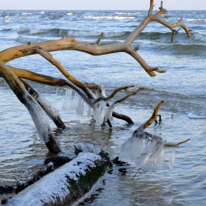 Lāstekas uz vētras nogāztiem kokiem Kolkasragā Lāstekas uz vētras nogāztiem kokiem Kolkasragā