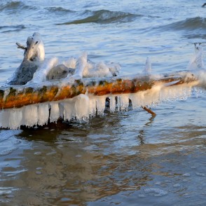 Lāstekas uz vētras nogāztiem kokiem Kolkasragā Lāstekas uz vētras nogāztiem kokiem Kolkasragā