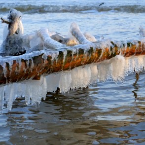 Lāstekas uz vētras nogāztiem kokiem Kolkasragā Lāstekas uz vētras nogāztiem kokiem Kolkasragā