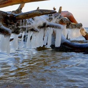 Lāstekas uz vētras nogāztiem kokiem Kolkasragā Lāstekas uz vētras nogāztiem kokiem Kolkasragā