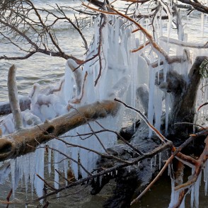 Lāstekas uz vētras nogāztiem kokiem Kolkasragā Lāstekas uz vētras nogāztiem kokiem Kolkasragā