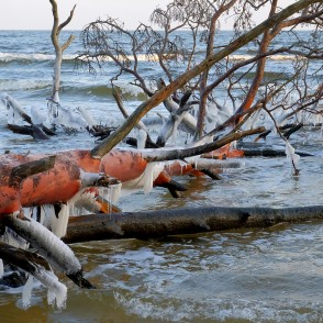 Lāstekas uz vētras nogāztiem kokiem Kolkasragā Lāstekas uz vētras nogāztiem kokiem Kolkasragā