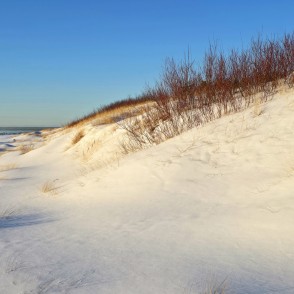 Saulainas sniega kāpas un kaili krūmi Papes pludmalē Saulainas sniega kāpas un kaili krūmi Papes pludmalē