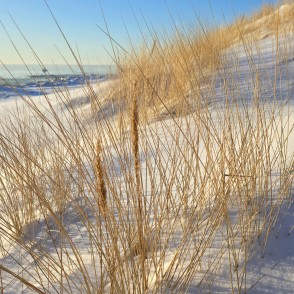 Zeltainas smilšu niedres sniegotā kāpā Papes pludmalē Zeltainas smilšu niedres sniegotā kāpā Papes pludmalē