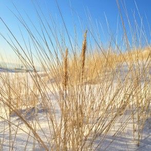 Vertikāls skats uz kāpu niedrēm sniegā Papes pludmalē Vertikāls skats uz kāpu niedrēm sniegā Papes pludmalē