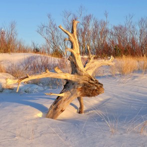 Izskalots koka celms sniegotās Papes pludmales kāpās Izskalots koka celms sniegotās Papes pludmales kāpās