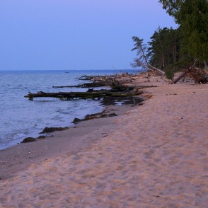 Kritušie koki Kolkasragā Kritušie koki Kolkasragā