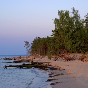 Vētras nogāztie koki Kolkasragā, saullēktā Vētras nogāztie koki Kolkasragā, saullēktā
