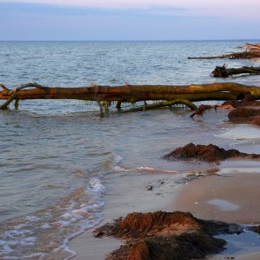Vētras nogāztie koki Kolkasragā, saullēktā Vētras nogāztie koki Kolkasragā, saullēktā