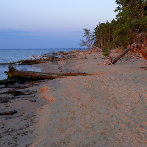 Vēja nogāztie koki Kolkasraga pludmalē Vēja nogāztie koki Kolkasraga pludmalē