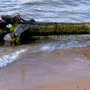 Ar aļģēm apaudzis koka stumbrs Kolkasraga pludmalē Ar aļģēm apaudzis koka stumbrs Kolkasraga pludmalē