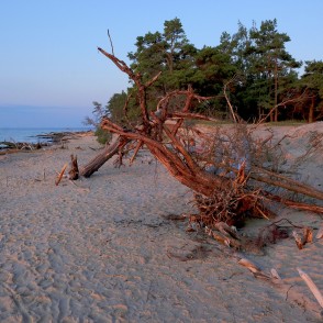 Vēja izgāzti koki Kolkasraga pludmalē Vēja izgāzti koki Kolkasraga pludmalē