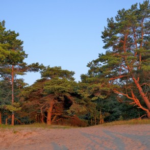 Priedes Kolkasragā Priedes Kolkasragā