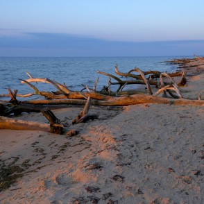 Kolkasraga pludmale saullēktā ar vēja nogāztiem kokiem Kolkasraga pludmale saullēktā ar vēja nogāztiem kokiem