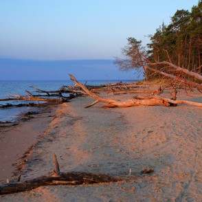 Rīta saules atspīdēti kritušie koki Kolkasragā Rīta saules atspīdēti kritušie koki Kolkasragā