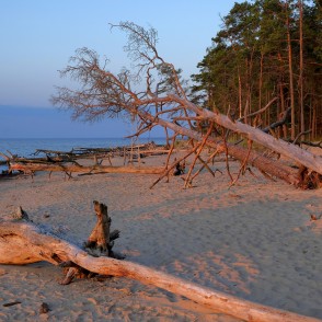 Vētras nogāztie koki Kolkasragā, saullēktā Vētras nogāztie koki Kolkasragā, saullēktā