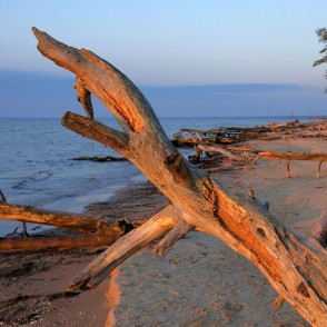 Kolkasrags saullēktā, vēja nogāzti koki Kolkasrags saullēktā, vēja nogāzti koki