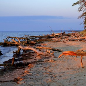 Kolkasrags saullēktā, vētras nogāzti koki Kolkasrags saullēktā, vētras nogāzti koki