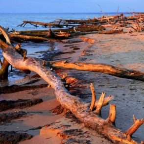 Vētras nogāztie koki Kolkasraga rītausmā Vētras nogāztie koki Kolkasraga rītausmā