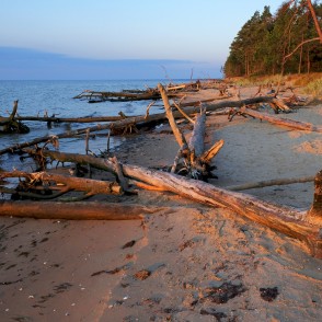 Vētras nogāztie koki, Kolkasrags, rītausma Vētras nogāztie koki, Kolkasrags, rītausma