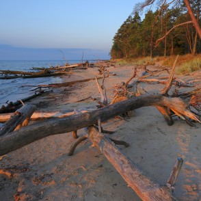 Vētras nogāztie koki, Kolkasrags, rītausma Vētras nogāztie koki, Kolkasrags, rītausma