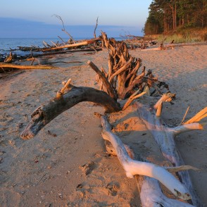 Vētras nogāztie koki, Kolkasrags, rītausma Vētras nogāztie koki, Kolkasrags, rītausma