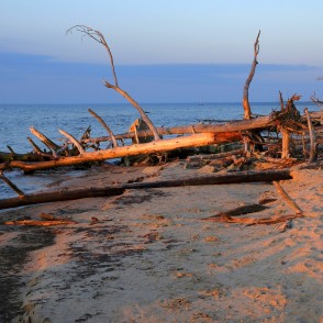 Vētras nogāztie koki, Kolkasrags, rītausma Vētras nogāztie koki, Kolkasrags, rītausma
