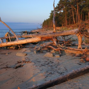 Vētras nogāztie koki, Kolkasrags, rītausma Vētras nogāztie koki, Kolkasrags, rītausma