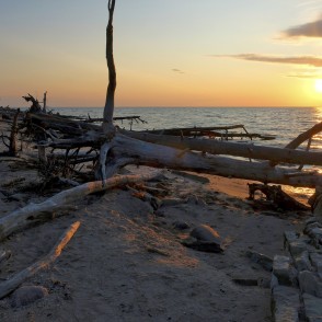 Kolkasrags saullēktā, vētras nogāzti koki Kolkasrags saullēktā, vētras nogāzti koki