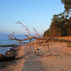 Vētras nogāzta koka tuvplāns Kolkasragā Vētras nogāzta koka tuvplāns Kolkasragā