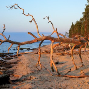 Vētras nogāzta koka tuvplāns Kolkasragā Vētras nogāzta koka tuvplāns Kolkasragā