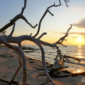 Nokaltuša koka siluets saullēktā Nokaltuša koka siluets saullēktā