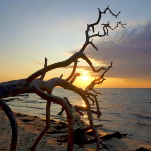 Saullēkts Kolkasragā, vētras nogāzta koka siluets Saullēkts Kolkasragā, vētras nogāzta koka siluets