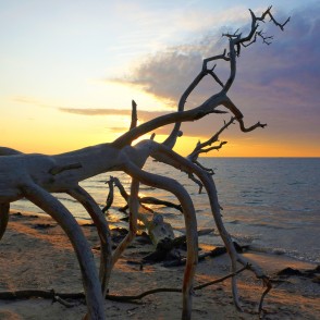 Nokaltuša koka siluets Kolkasragā Nokaltuša koka siluets Kolkasragā