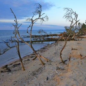 Kritušie koki Kolkasragā Kritušie koki Kolkasragā