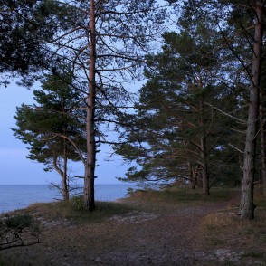 Mežs pie jūras Mežs pie jūras