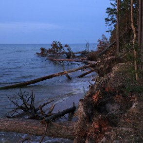 Kolkasraga piekraste ar vētrās izgāztiem kokiem Kolkasraga piekraste ar vētrās izgāztiem kokiem