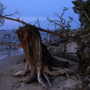 Kolkasraga piekraste ar vētrās izgāztiem Kolkasraga piekraste ar vētrās izgāztiem