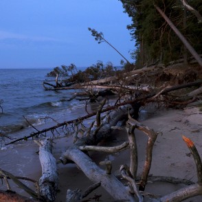 Kolkasraga piekraste ar vētrās izgāztiem kokiem Kolkasraga piekraste ar vētrās izgāztiem kokiem