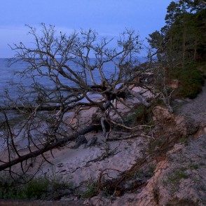 Kolkasraga piekraste ar vētrās izgāztiem kokiem Kolkasraga piekraste ar vētrās izgāztiem kokiem