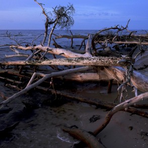 Kolkasraga piekraste ar vētrās izgāztiem kokiem Kolkasraga piekraste ar vētrās izgāztiem kokiem