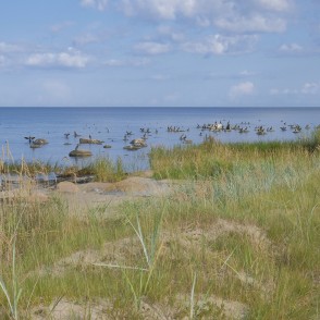 Jūra pie Kaltenes, Kaltenes putnu taka Jūra pie Kaltenes, Kaltenes putnu taka