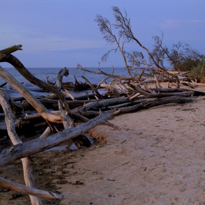 Kolkasraga piekraste ar vētrās izgāztiem kokiem Kolkasraga piekraste ar vētrās izgāztiem kokiem