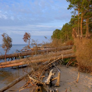 Kolkasraga piekraste ar vētrās izgāztiem kokiem Kolkasraga piekraste ar vētrās izgāztiem kokiem