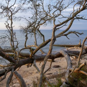 Vētrās izgāzts koks Kolkasragā Vētrās izgāzts koks Kolkasragā