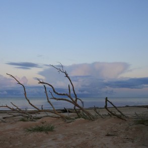 Vakars Kolkasragā, nokaltis koks pie jūras Vakars Kolkasragā, nokaltis koks pie jūras
