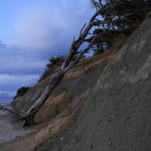 Staldzenes stāvkrasts un nokaltis koks Staldzenes stāvkrasts un nokaltis koks