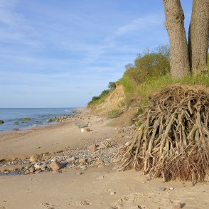 Jūras ainava, koka saknes Jūras ainava, koka saknes