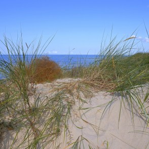 Coastal sand dunes with beach grass overlooking the Baltic Sea Coastal sand dunes with beach grass overlooking the Baltic Sea