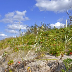 Coastal sand dunes with wild rose shrubs and hips on a sunny day Coastal sand dunes with wild rose shrubs and hips on a sunny day